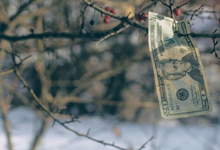 money in a tree